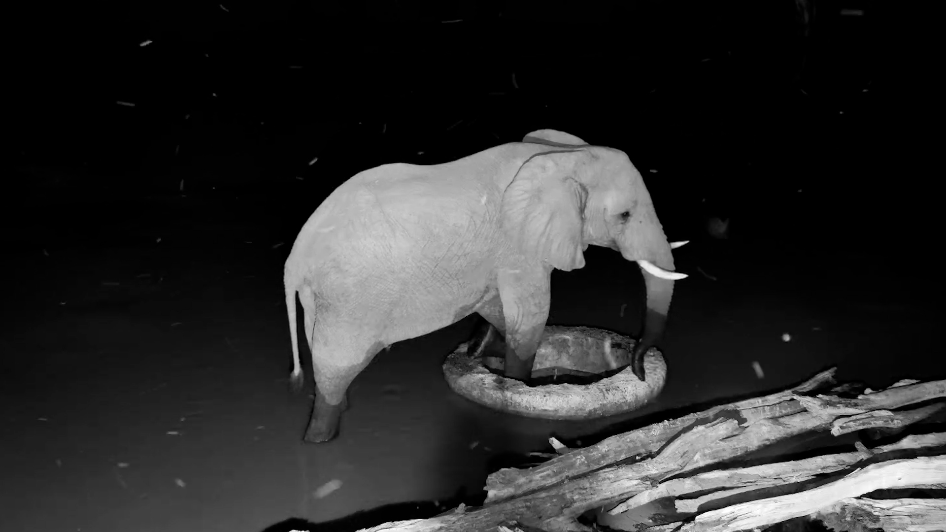 Elephant Dips Its Toes In The Well