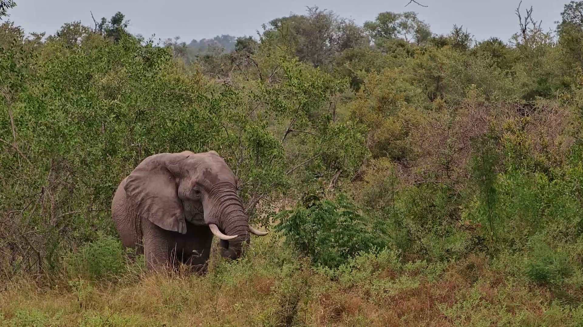 Elephant Devours Fresh Greenery at Roy’s Dam