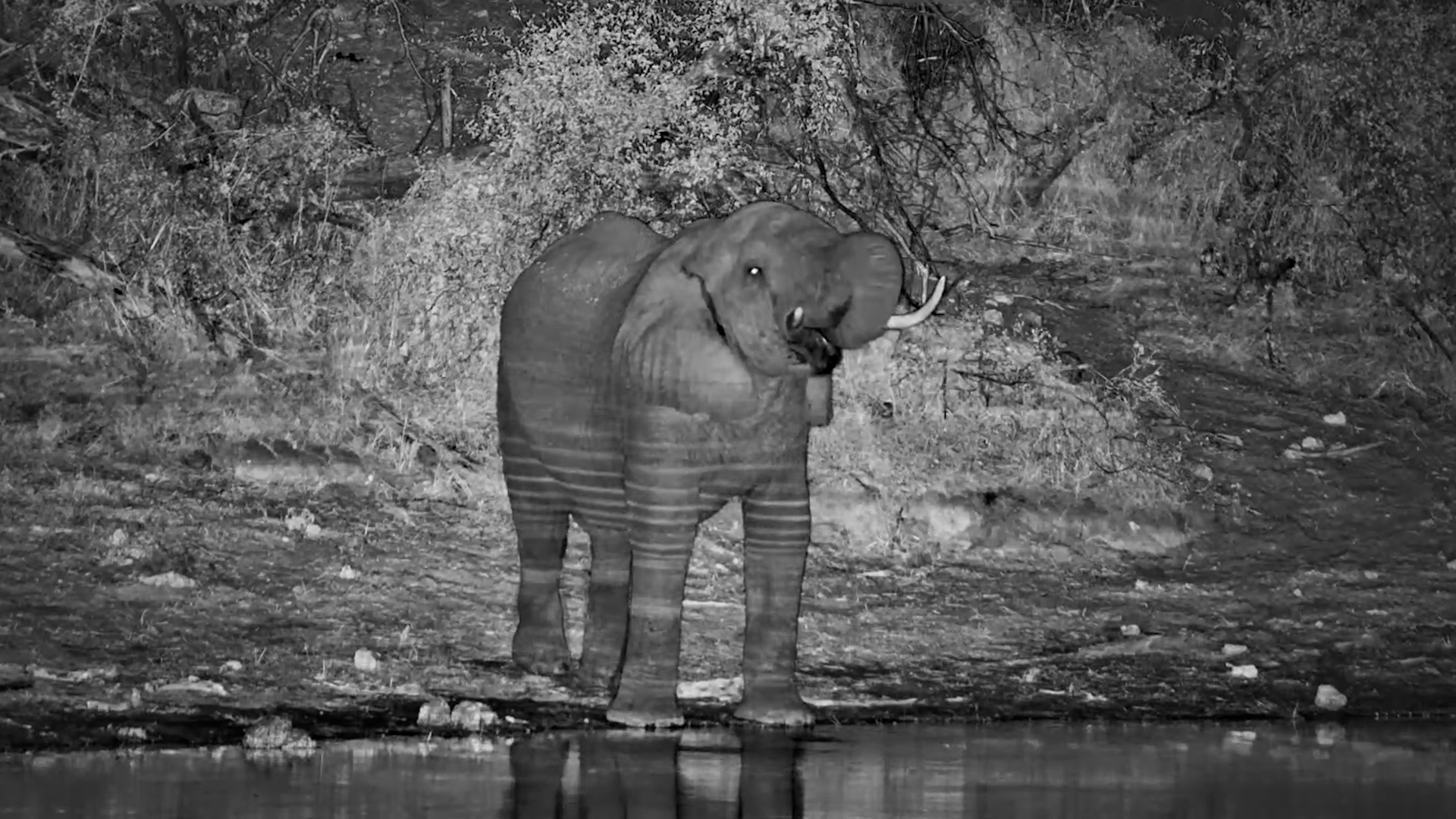 Botswana After Dark: An Elephant Stops By