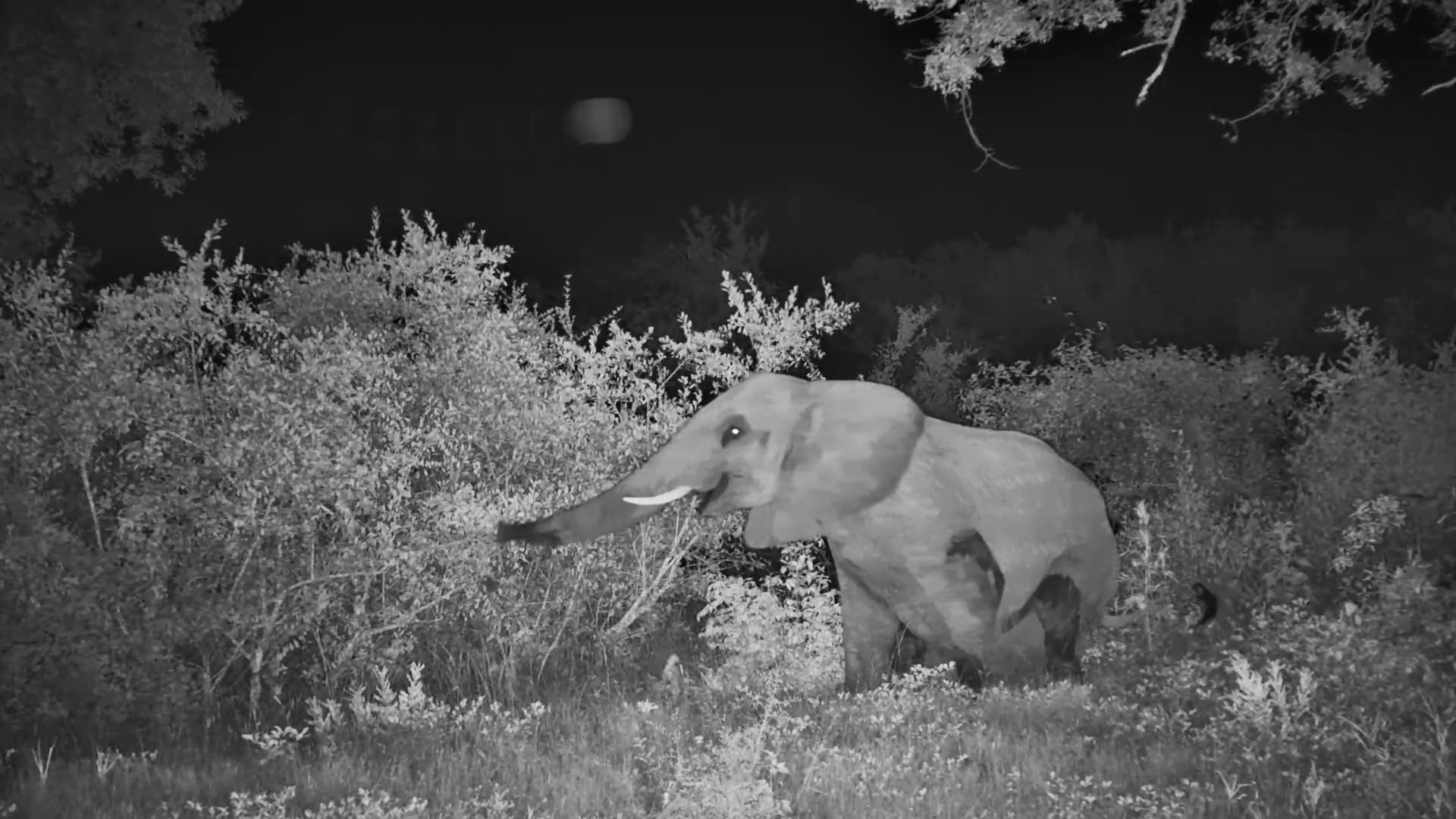 A Quiet Night with an Elephant
