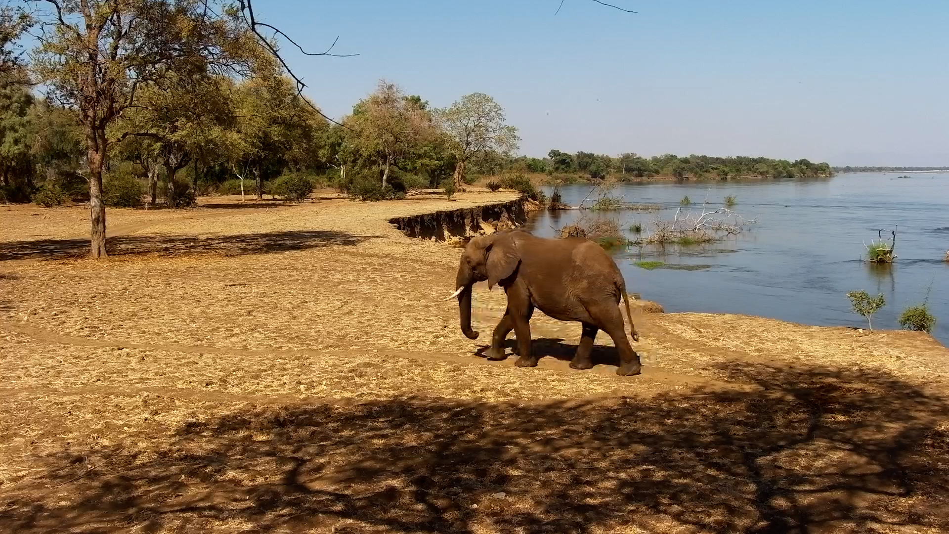 Elephant on the Move