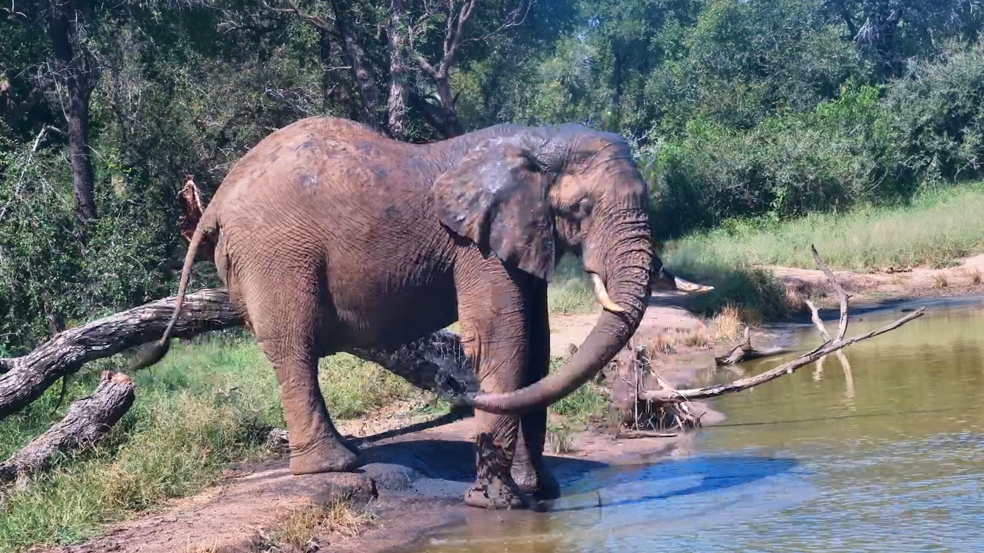 Elephant Pitstop at Serondella