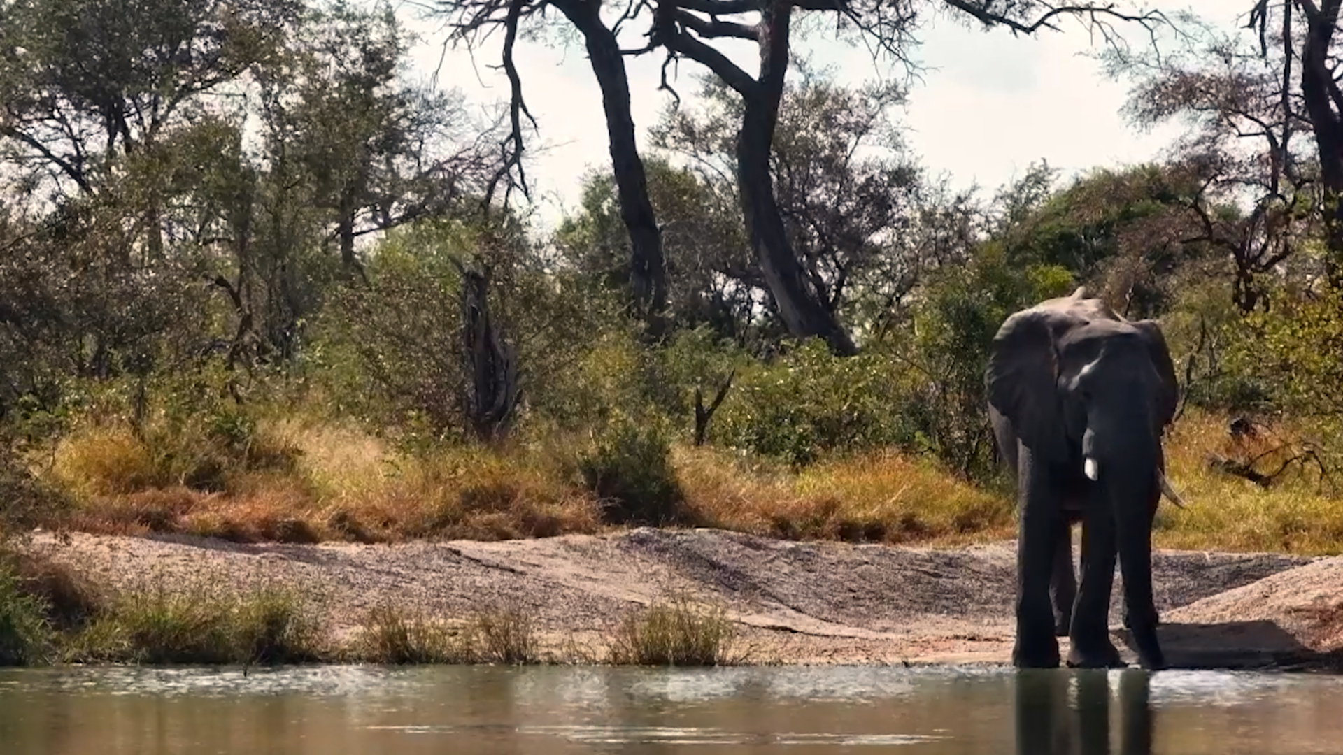 The Waterhole's Biggest Visitor Arrives