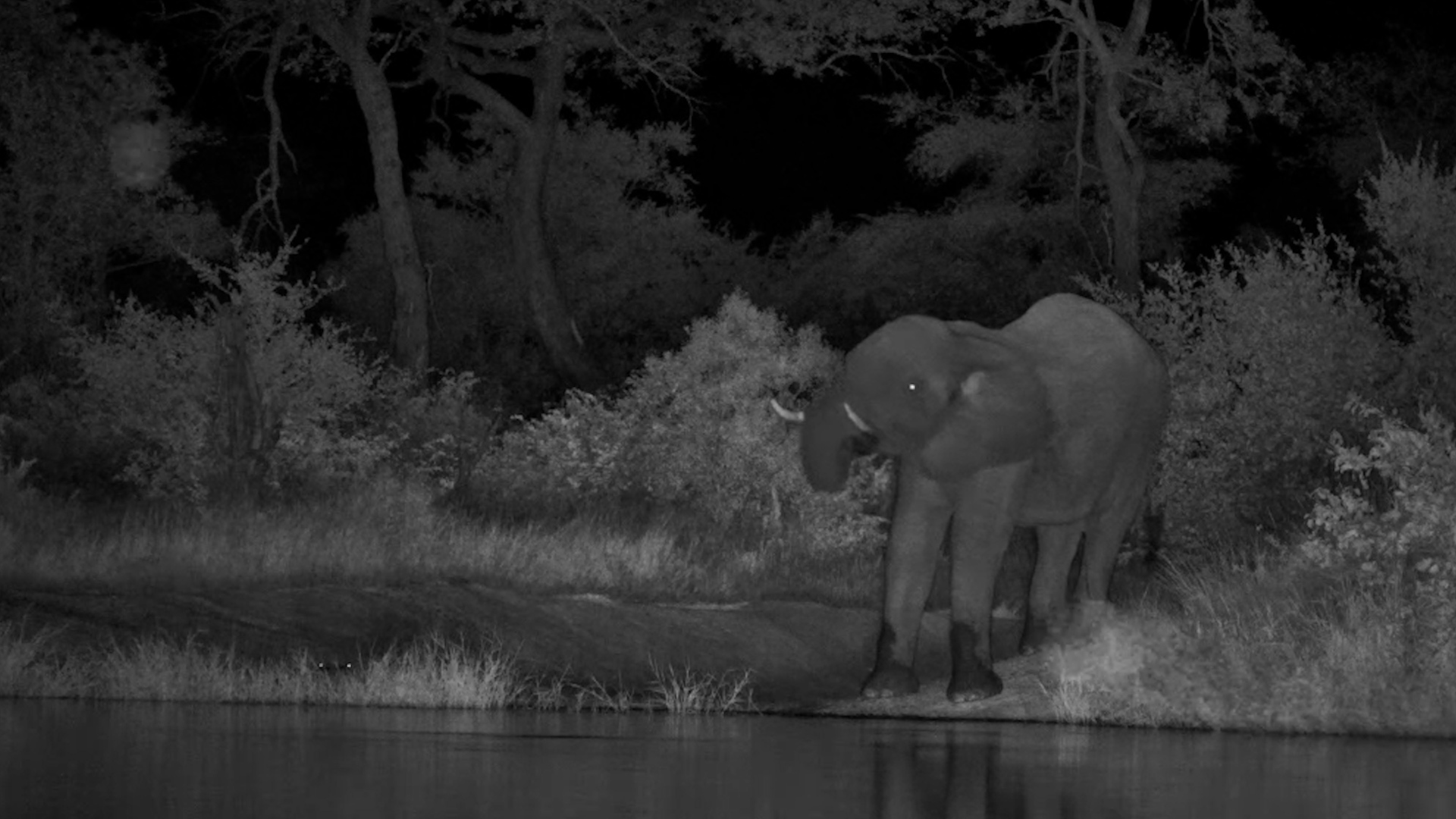 Elephant at the Waterhole at Night