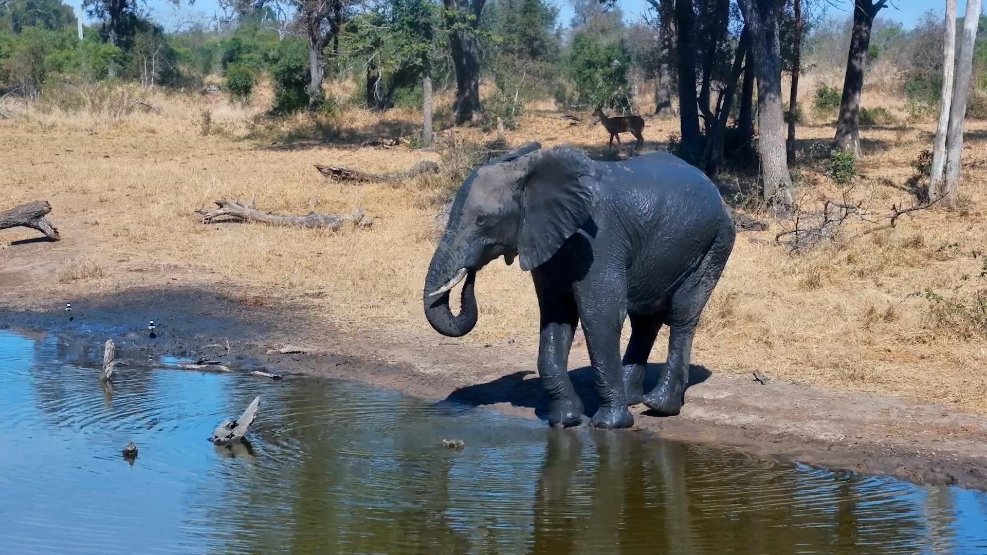 This Elephant Needed to Cool Off