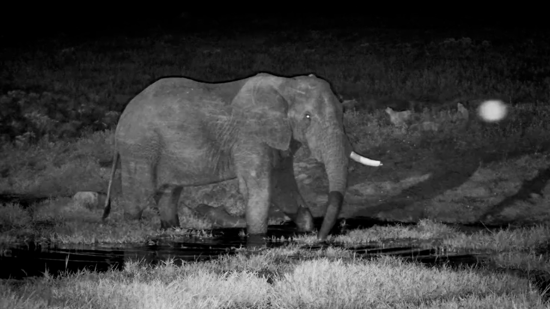 Clever Elephant Gets Creative With a Scratch