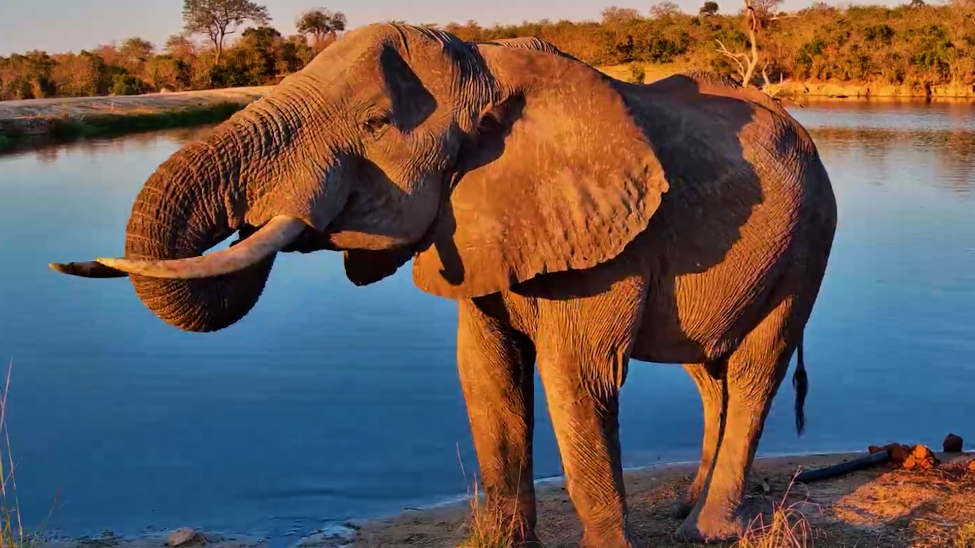 An Elephant Steps Into the Perfect Light