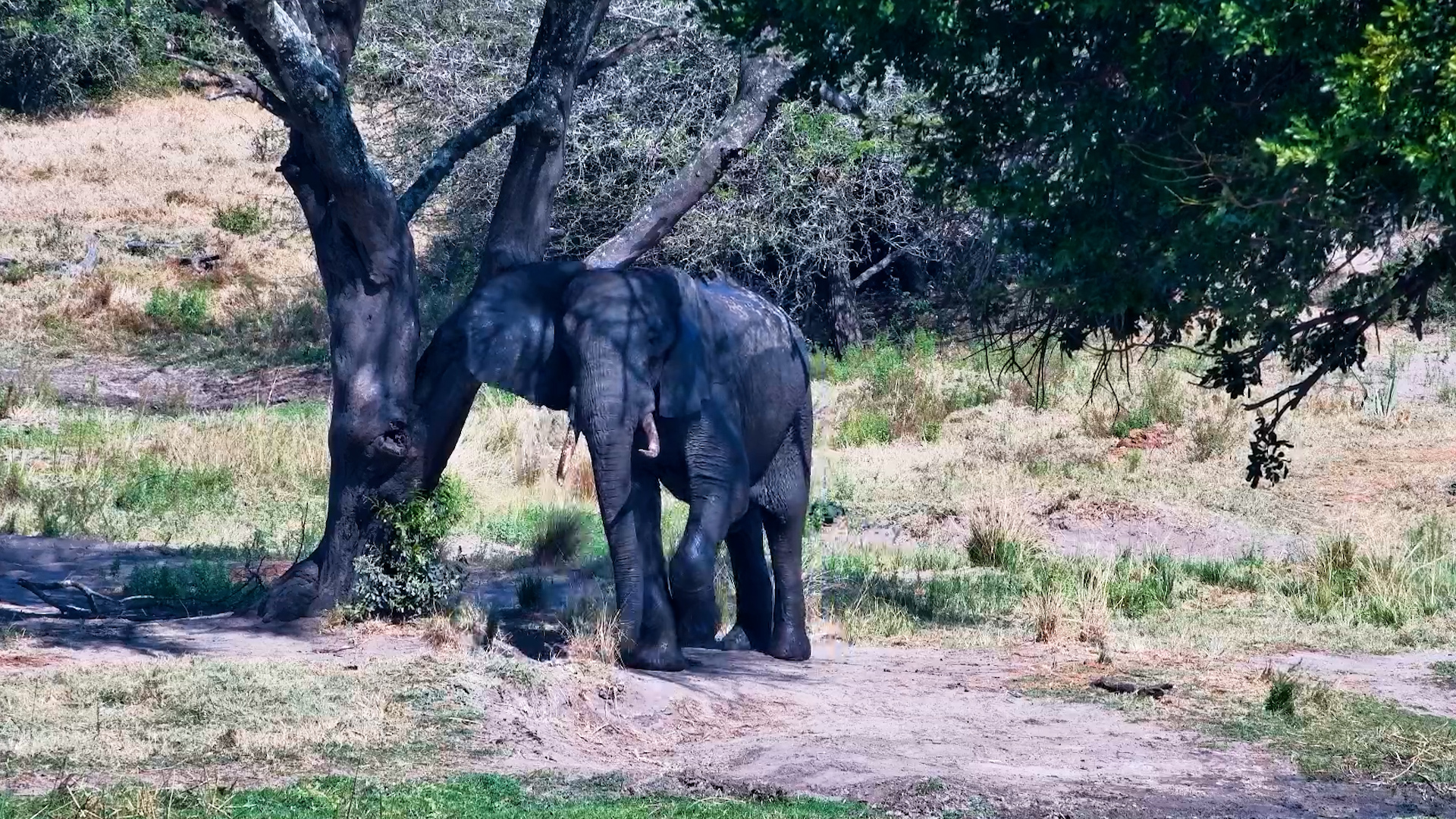 Just Two Elephants Hanging Out at Tembe