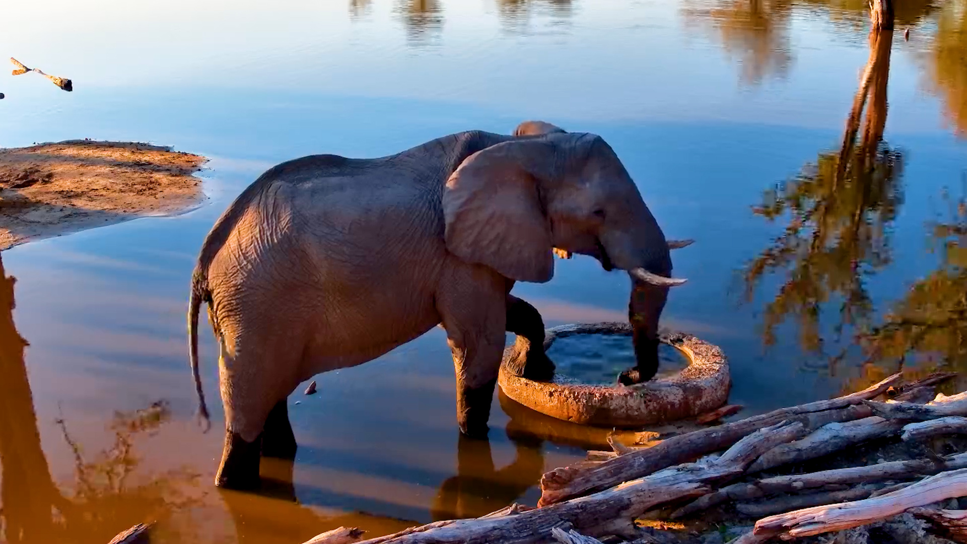 Elephant Made Himself Right at Home