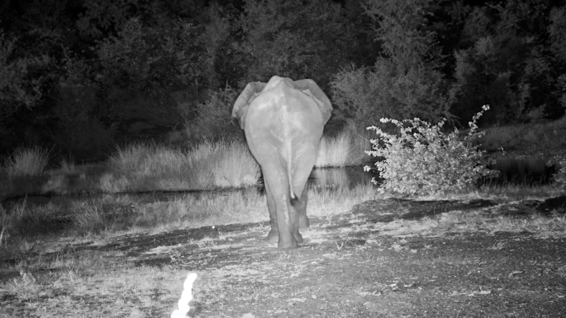 Elephant Pauses in Silence