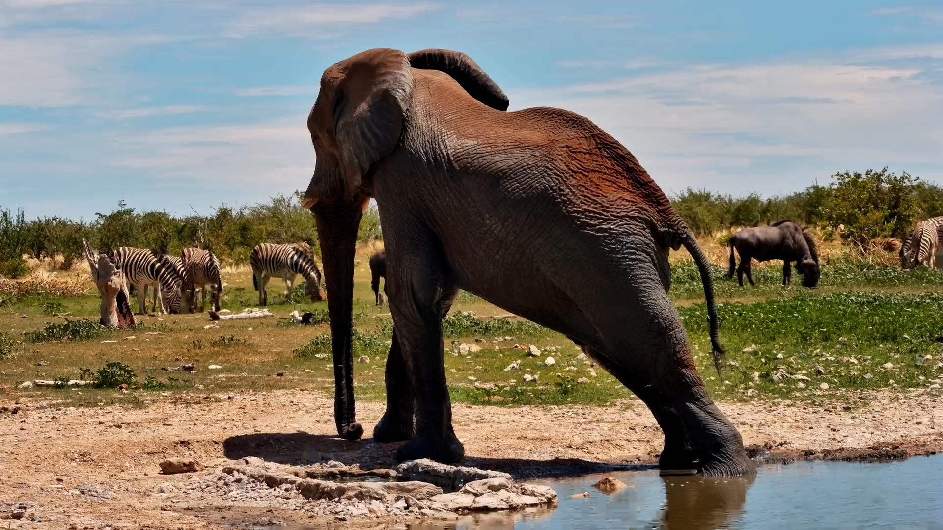 Have You Ever Seen an Elephant Stretch?