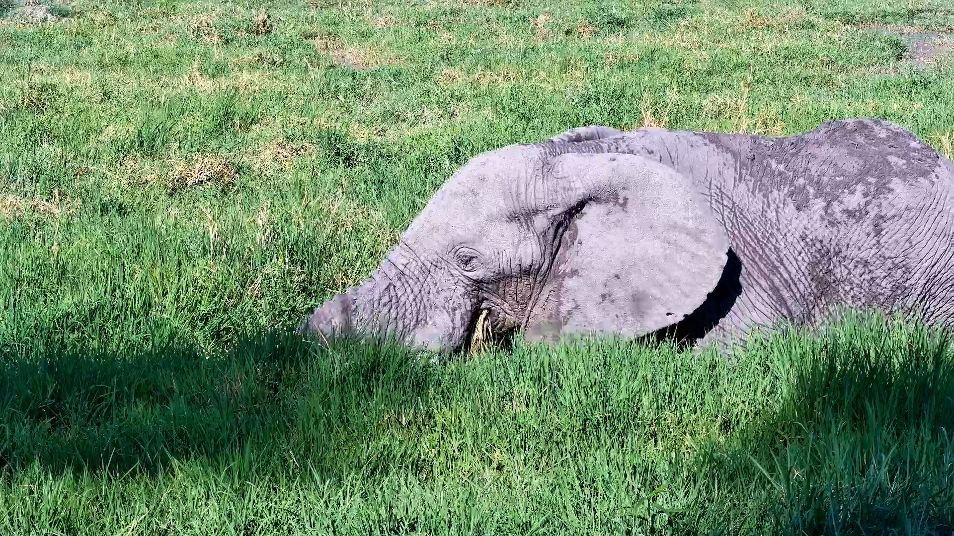 Elephant Half Submerged & Snacking on Grass