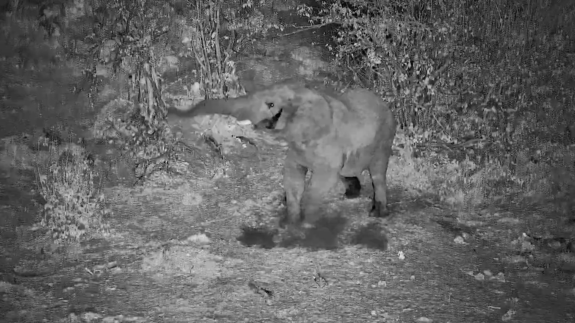 This Elephant Had the Perfect Night Out