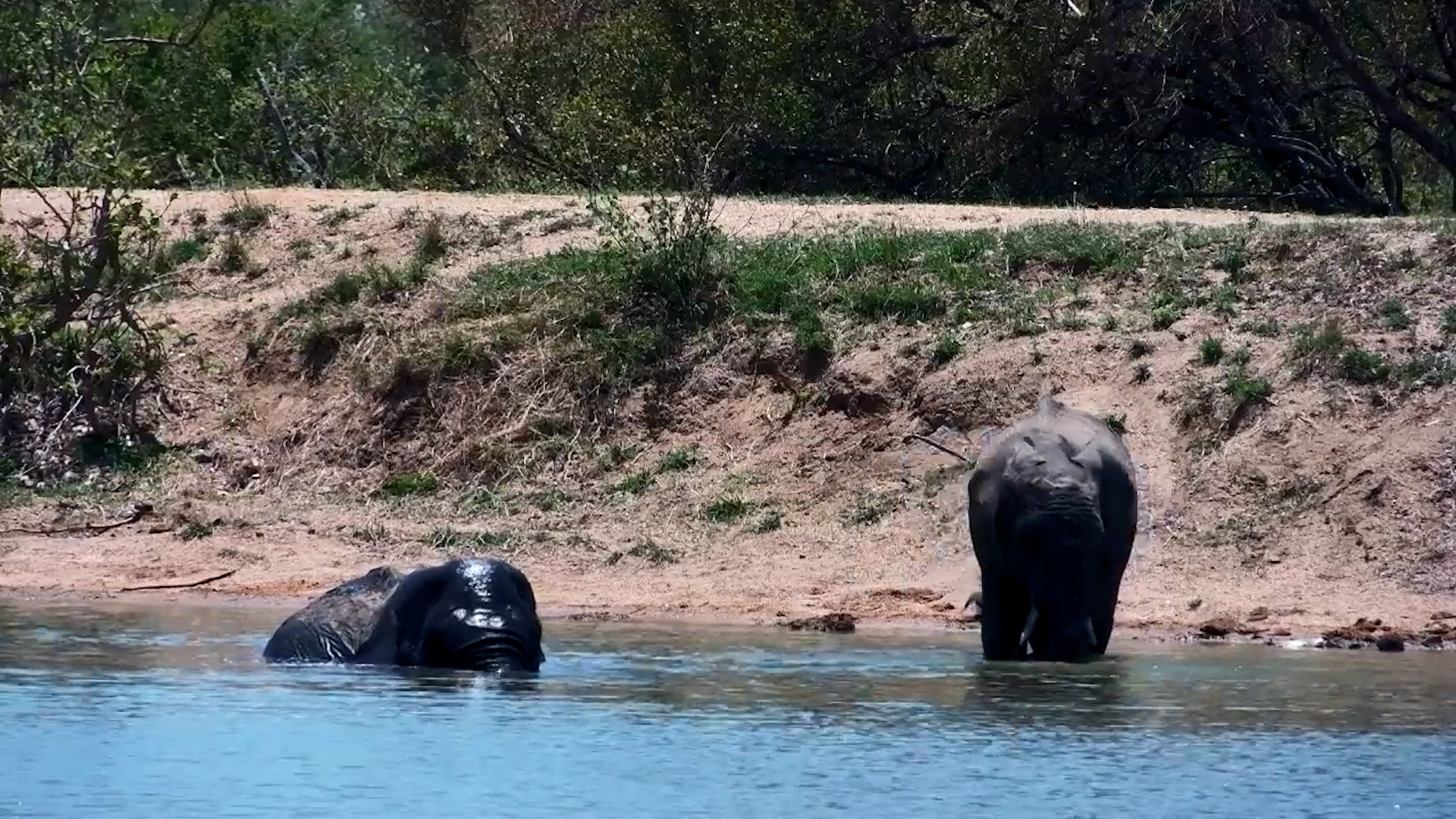 Elephant Enjoys the Perfect Cool Down