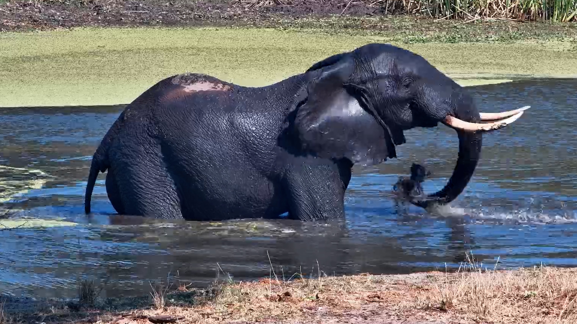 One Elephant Sneaks In a Quick Solo Splash