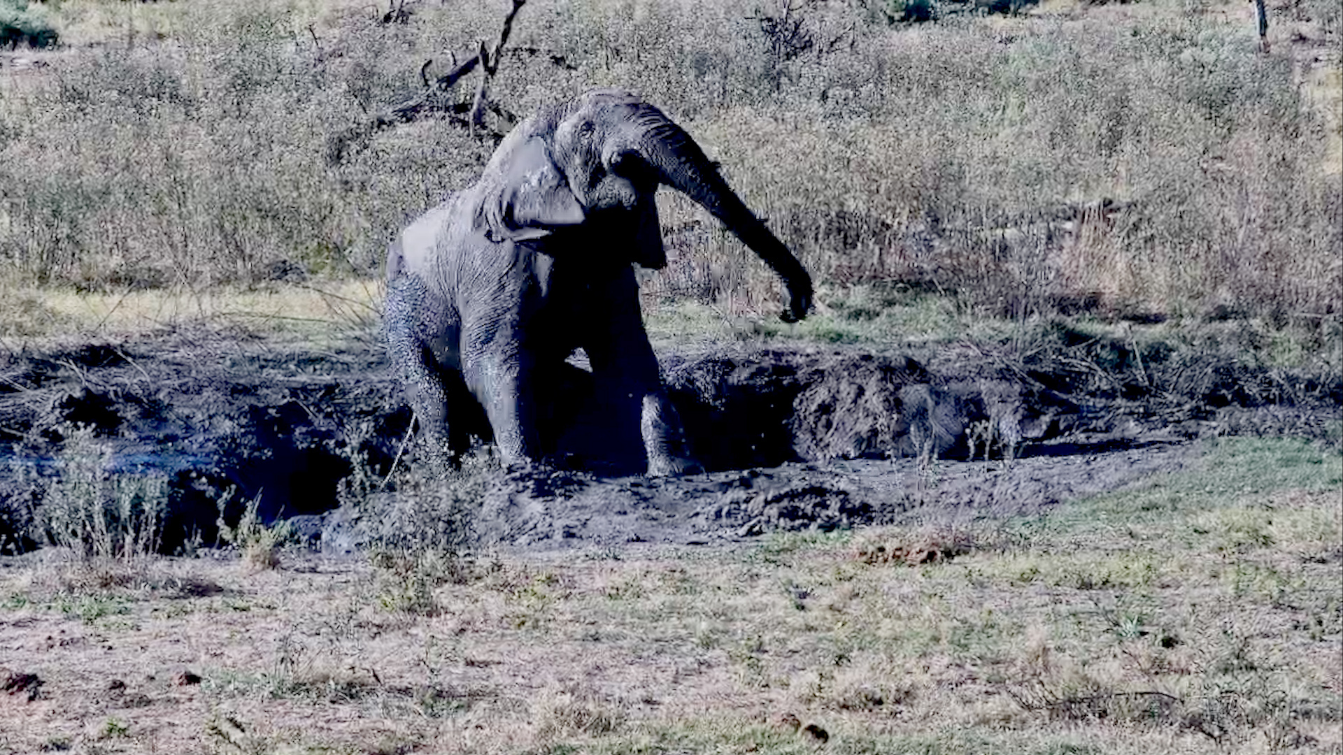 Nature's Biggest Mud Lover