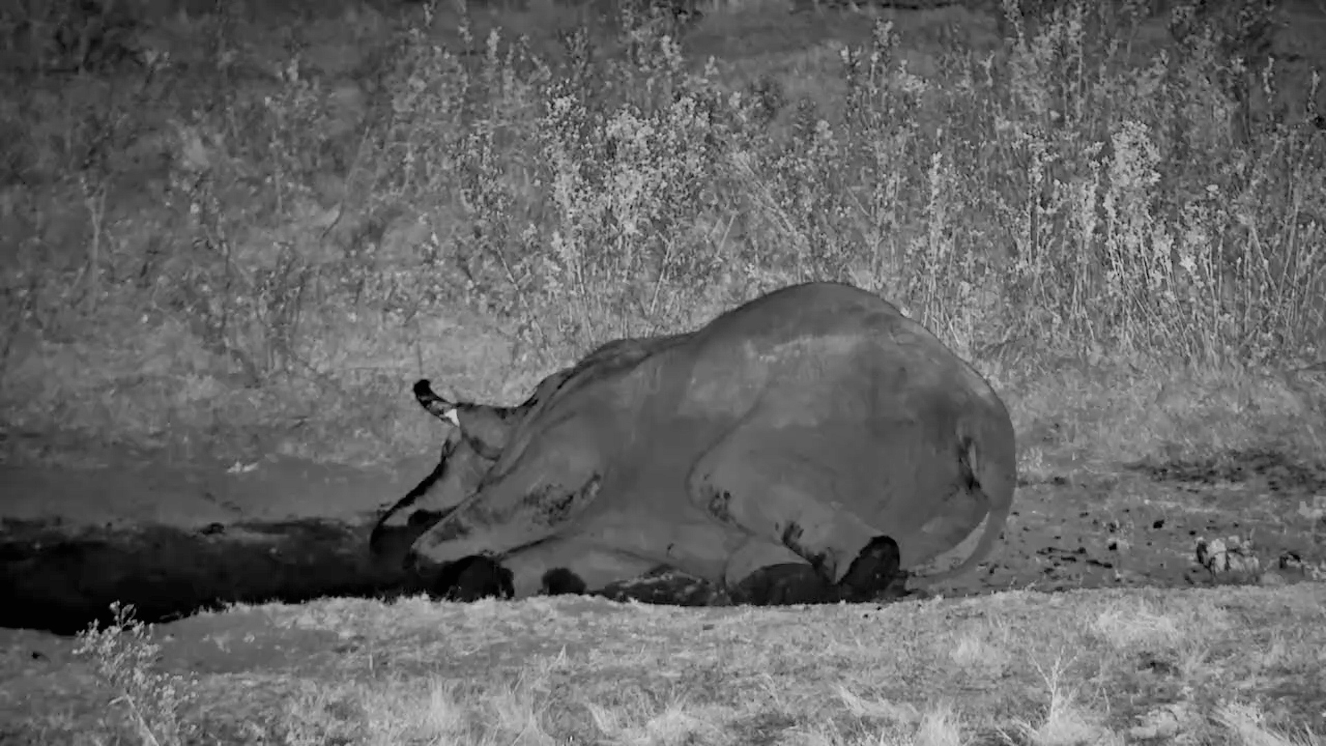 This Elephant Just Lay Down and Fell Asleep
