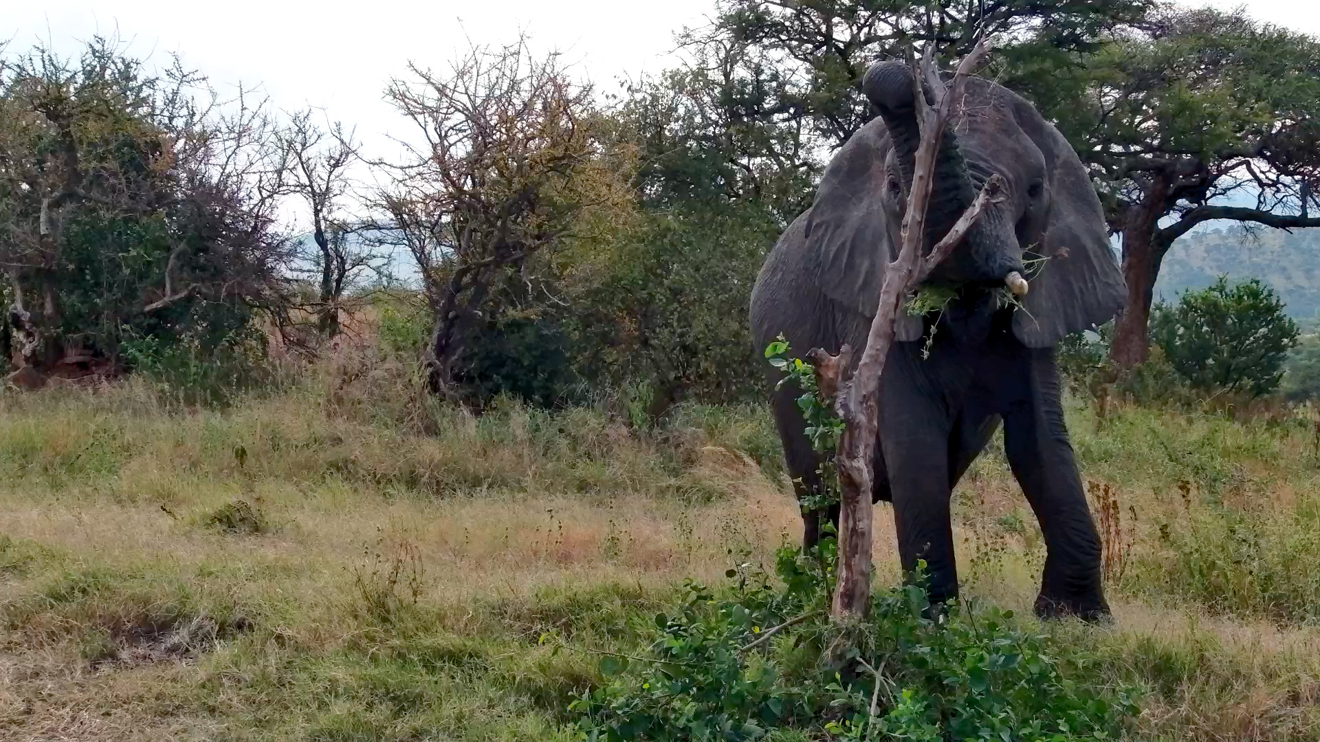 Giant Stops By the Serengeti Waterhole