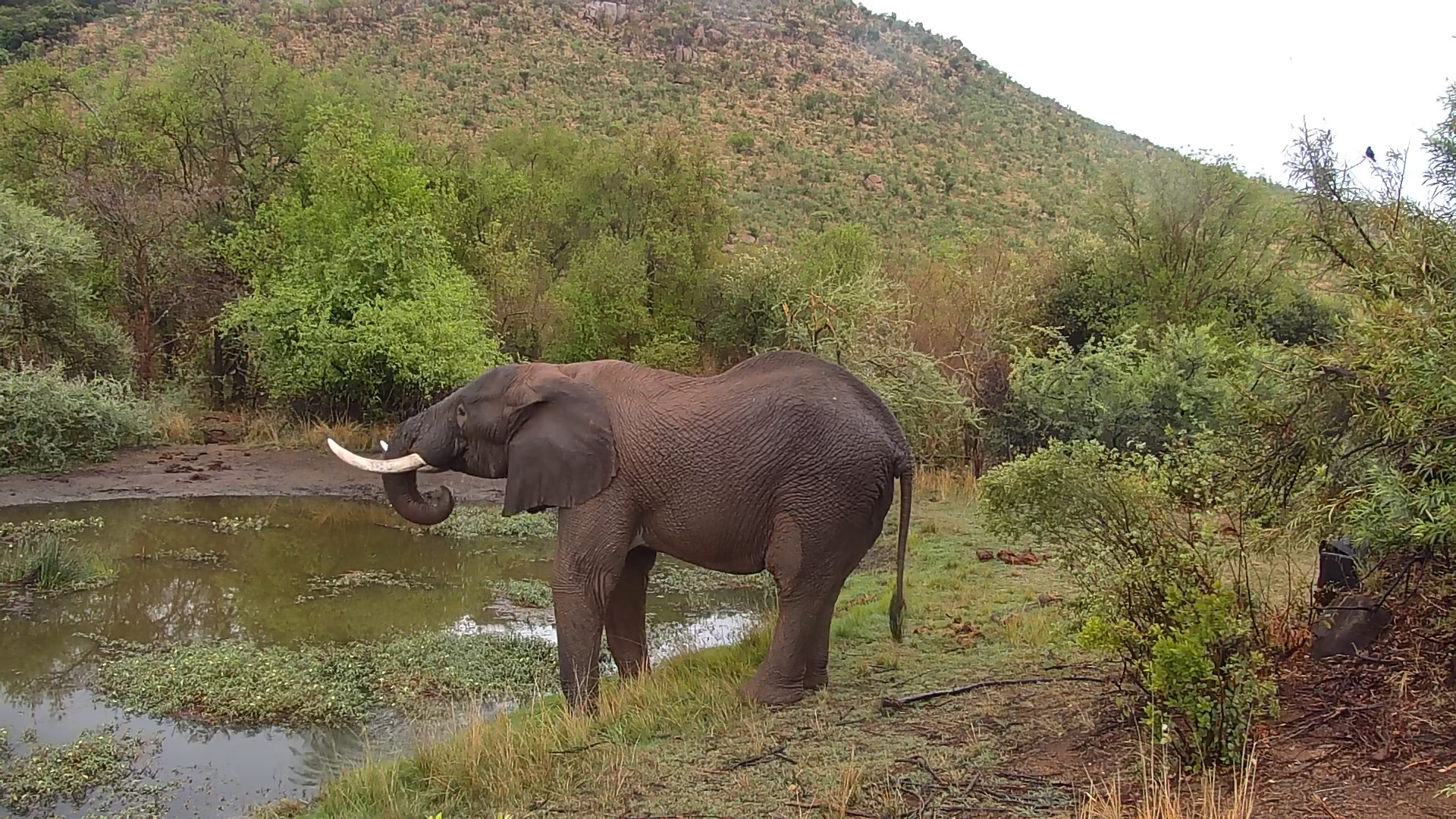 Elephant Visits Kwa Maritane After the Rain