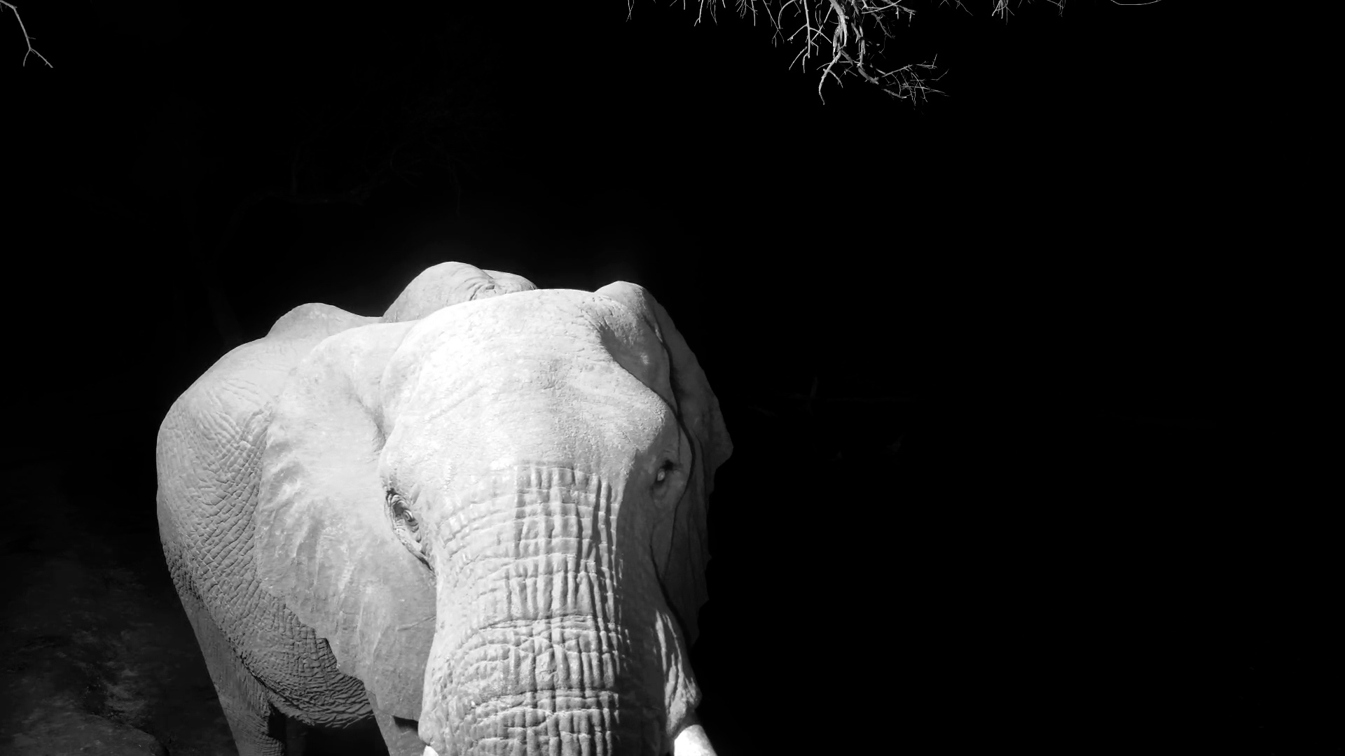 Elephant Drinks by Serondella Camera
