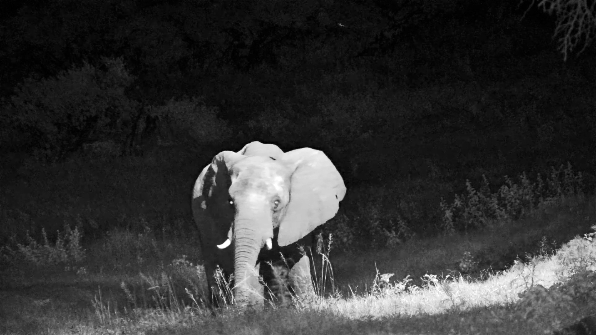 Solo Elephant at the Hwange Waterhole