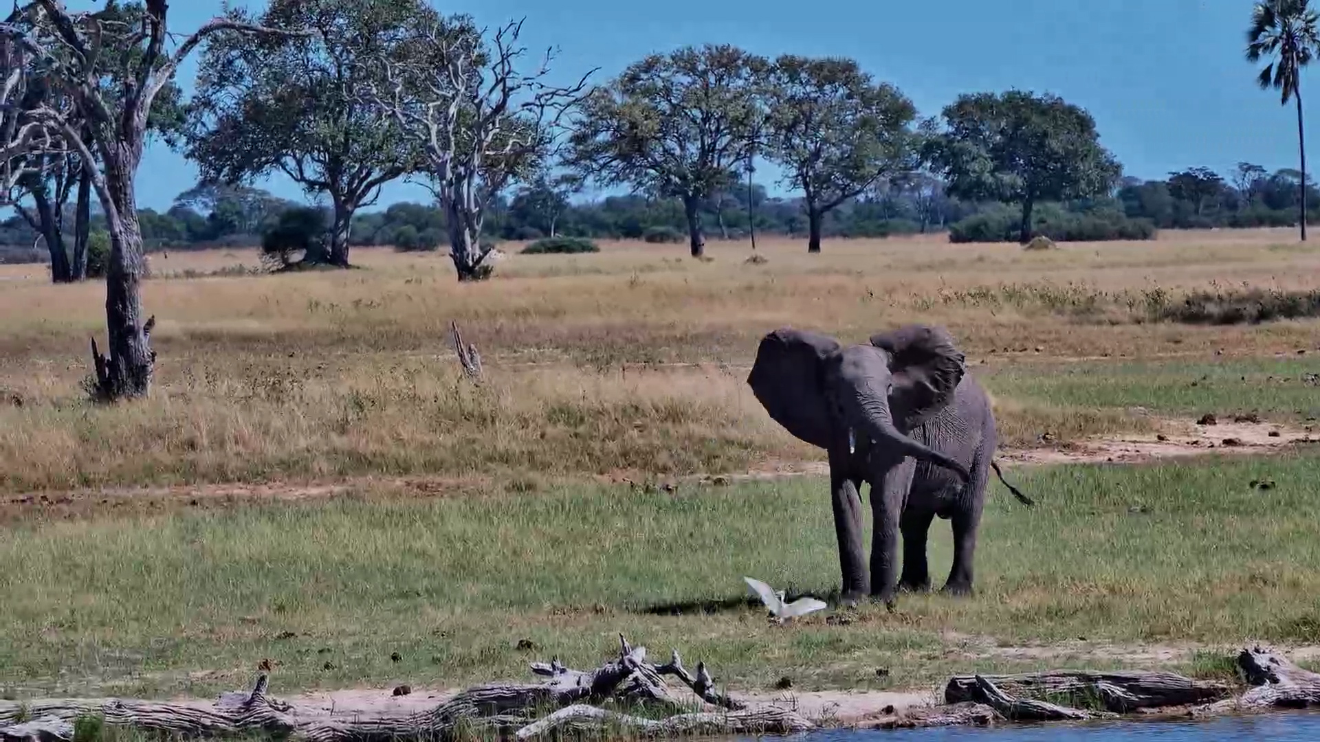 Elephant Loses Patience with an Egret