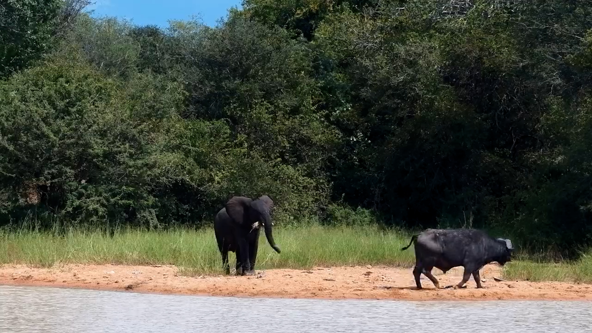 Cheeky Elephant Takes the Waterhole Back