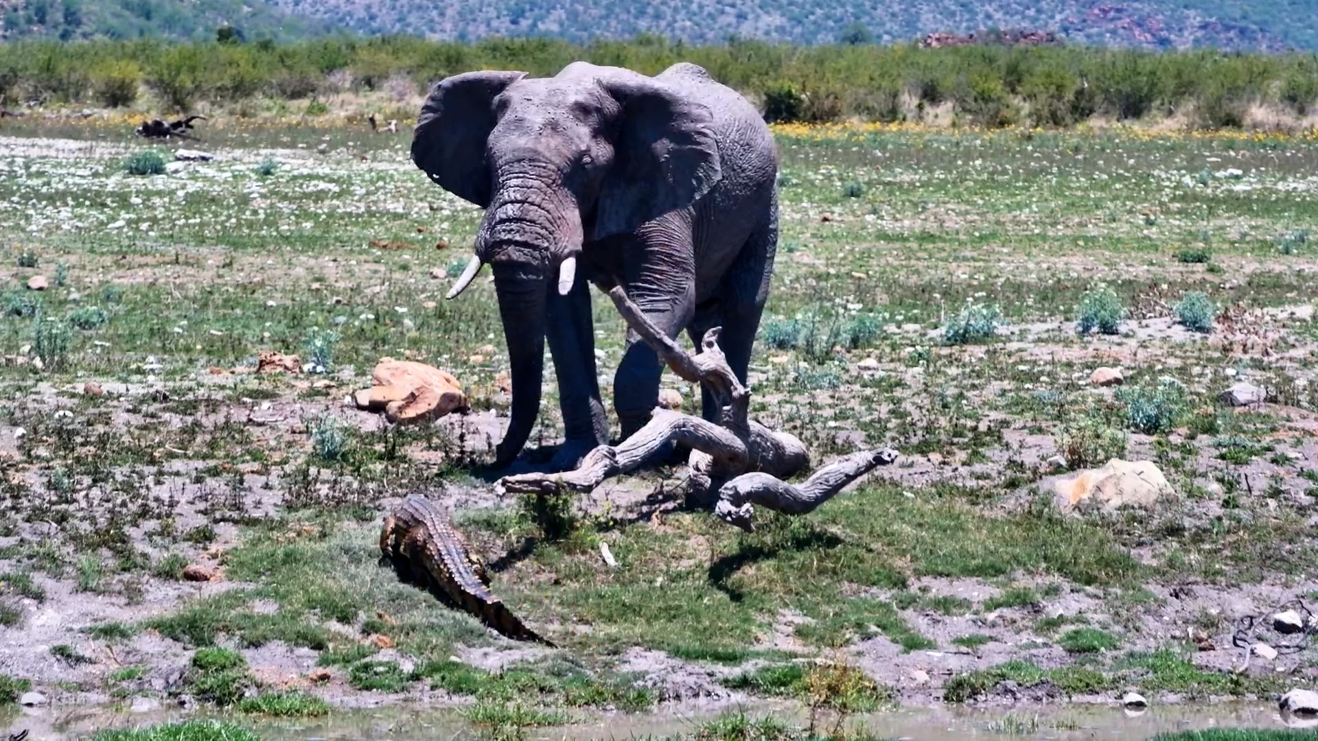 Elephant Meets Croc… And Takes a Step Back!