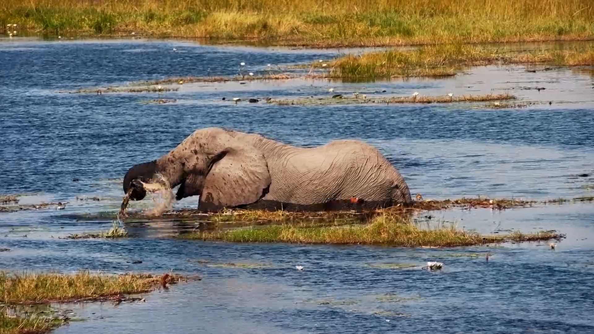 A Peaceful Day for This Gentle Giant