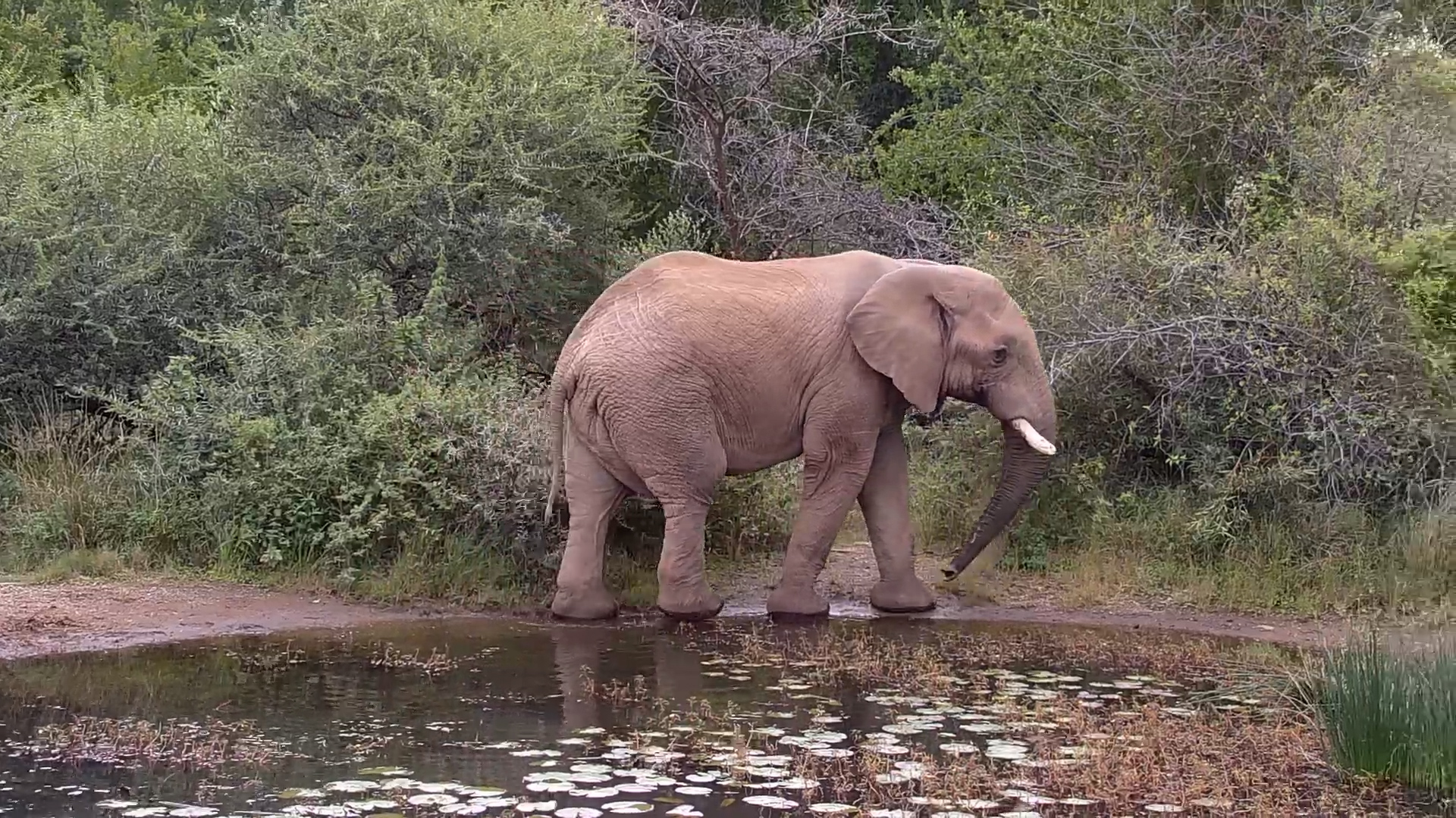 A Giant Elephant and One Very Bold Insect