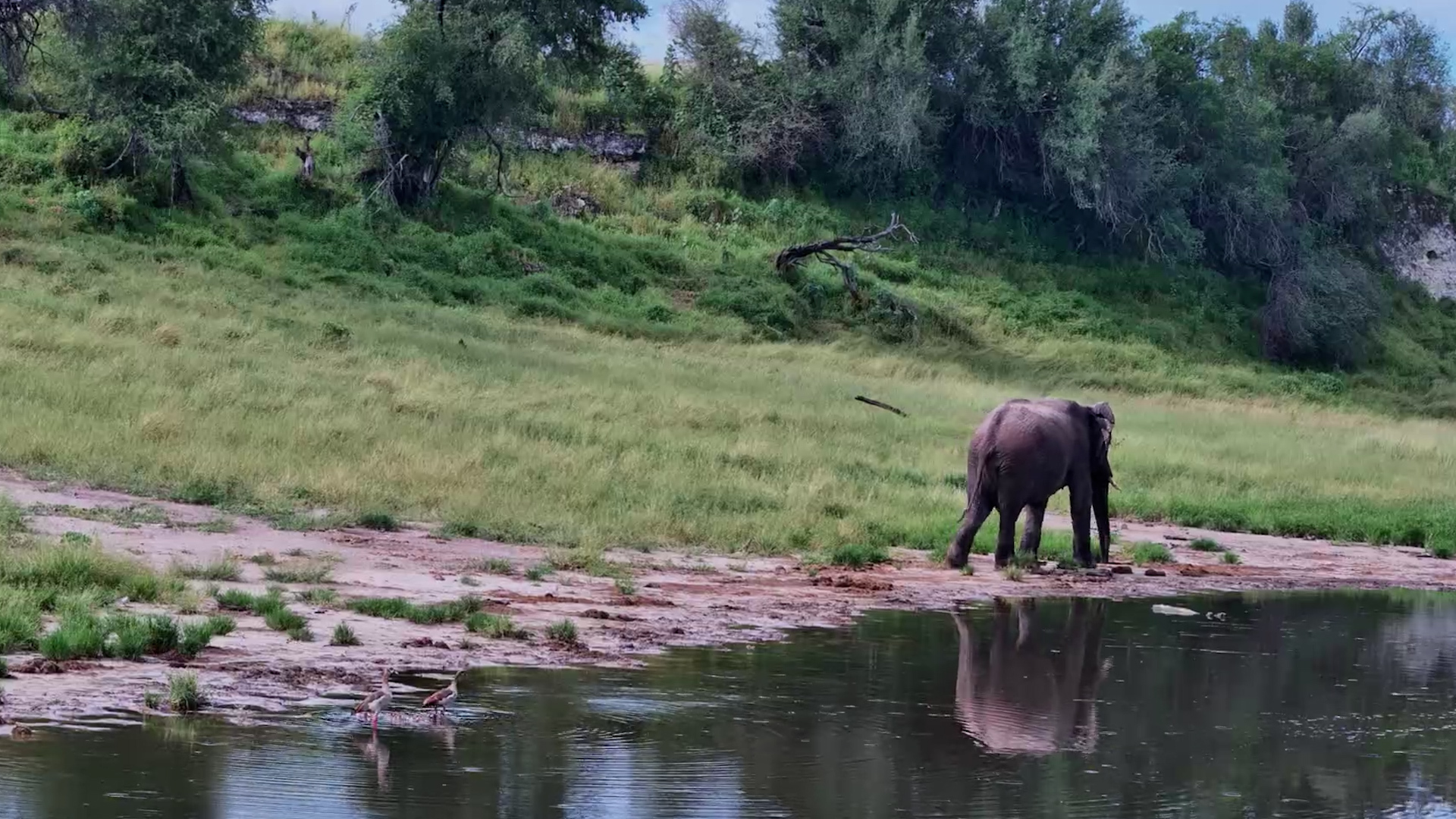 Elephant Walkby at Meno a Kwena