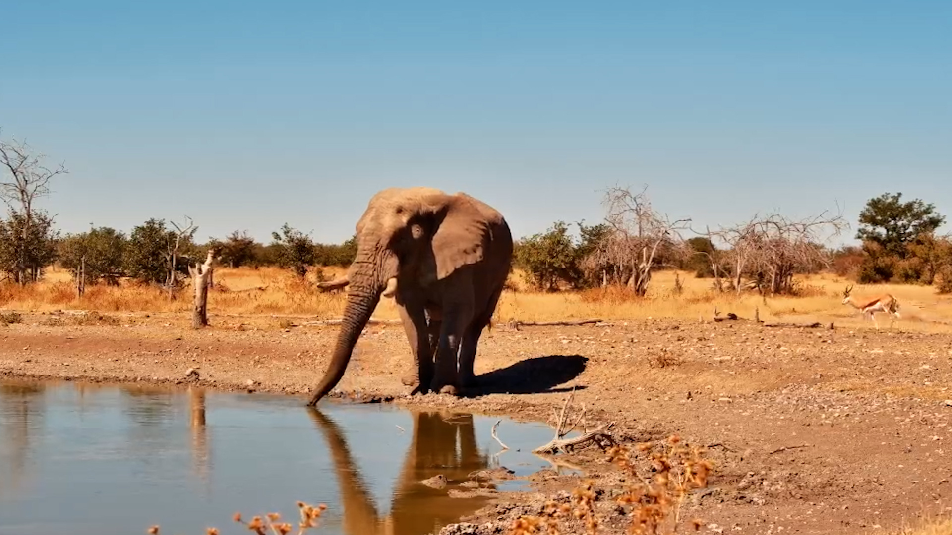 Elephant Moves Through the Frame