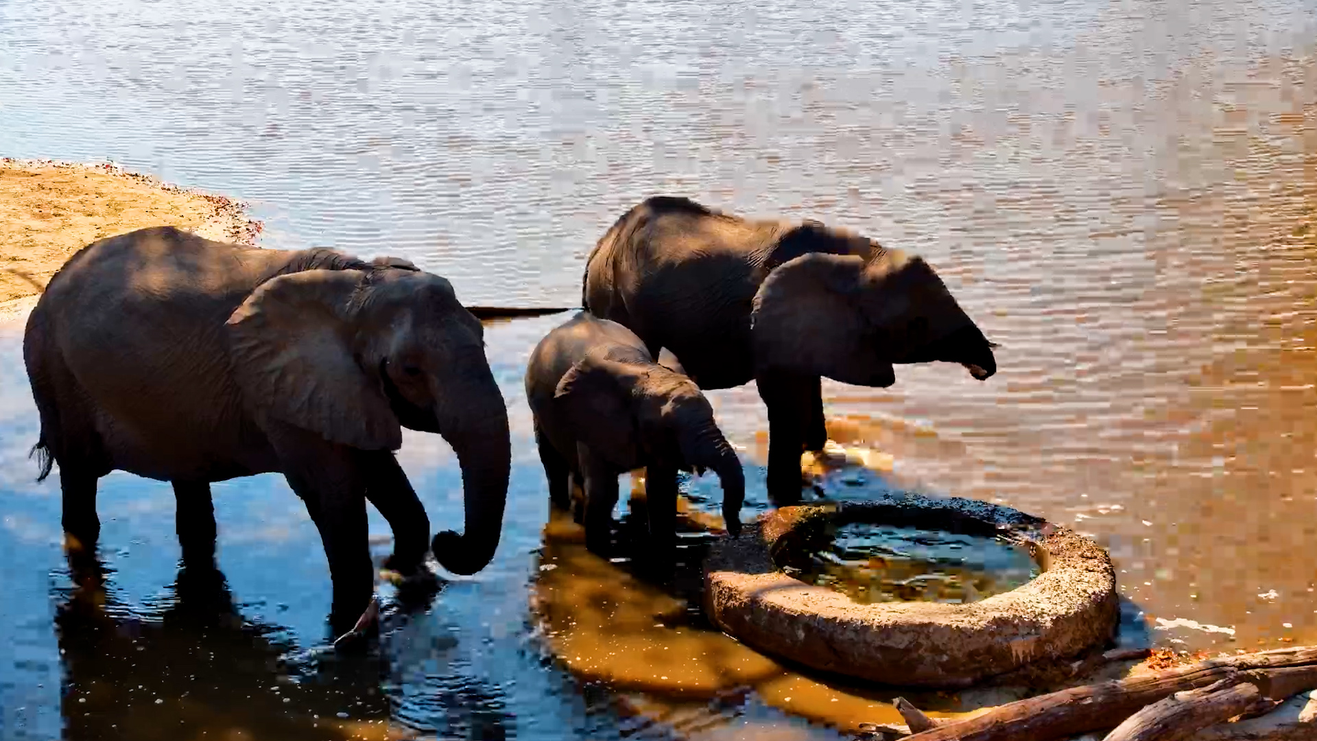 his Remarkable Elephant Keeps Going