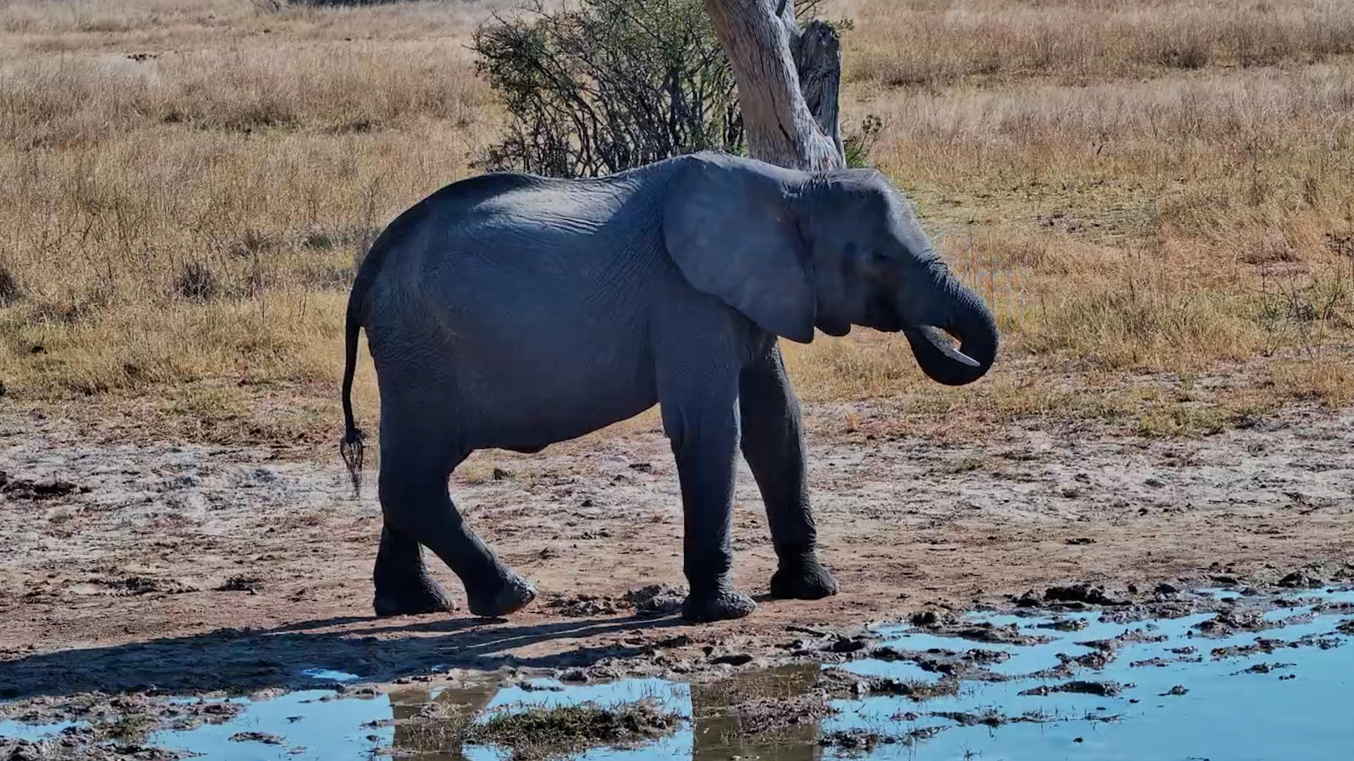 The Elephant With the Unusual Leg Returns