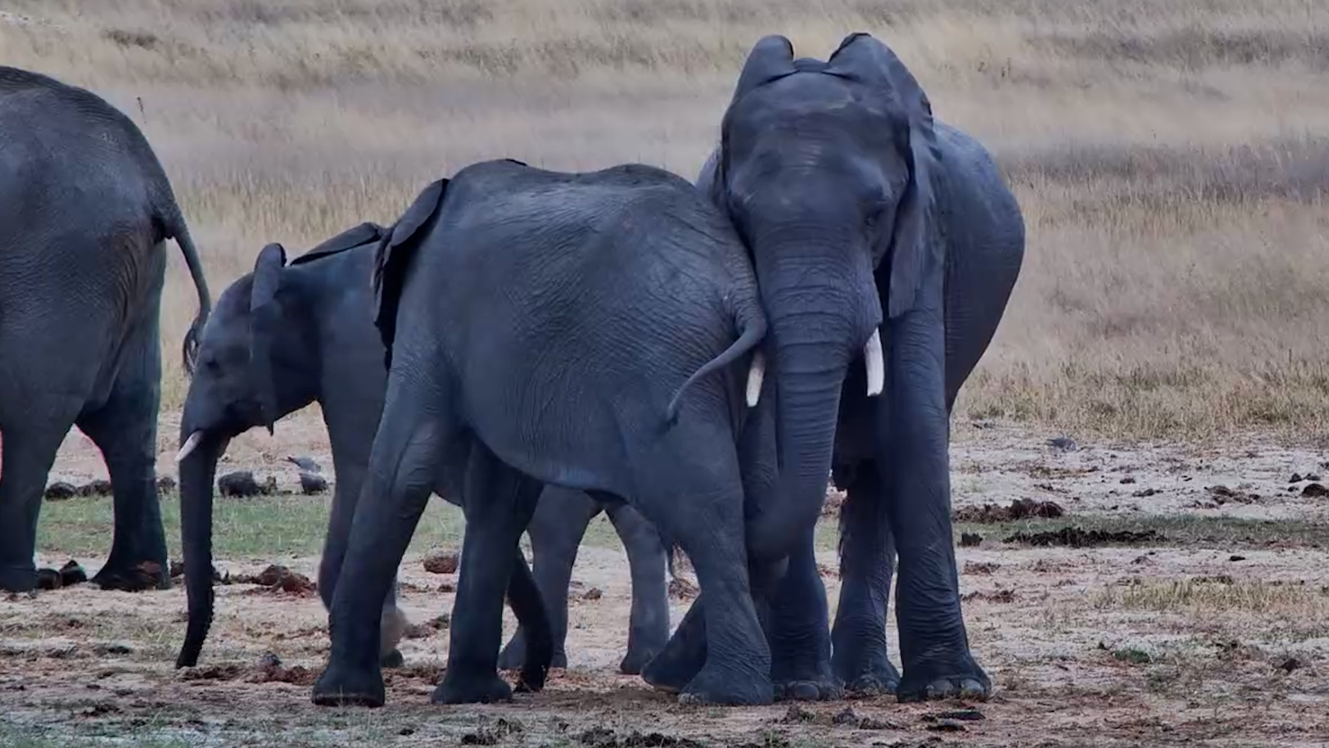 He Was Injured… Then Another Elephant Came Over