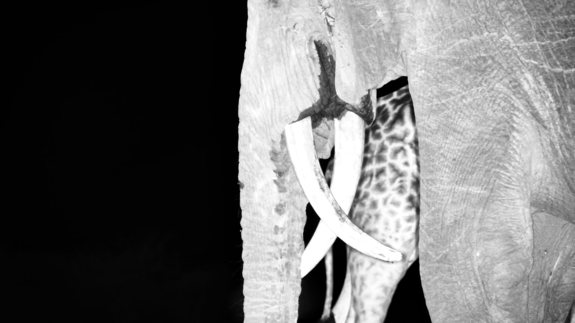 Elephant with a Backwards Tusk