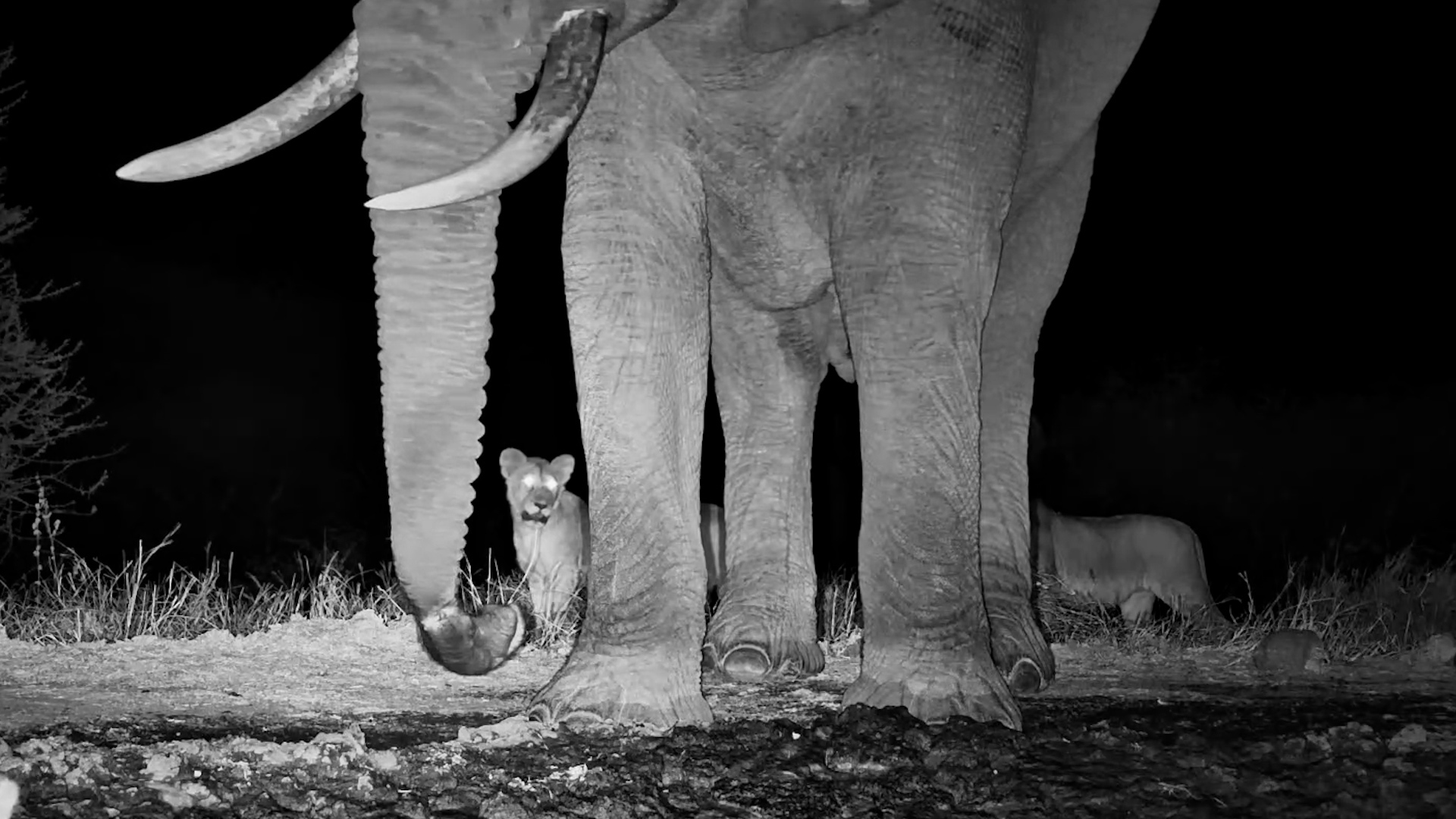 Injured Elephant Had No Idea What Was Behind It