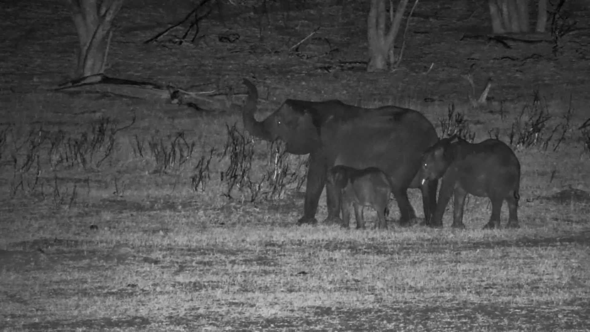 Elephant Mother with Two Little Ones