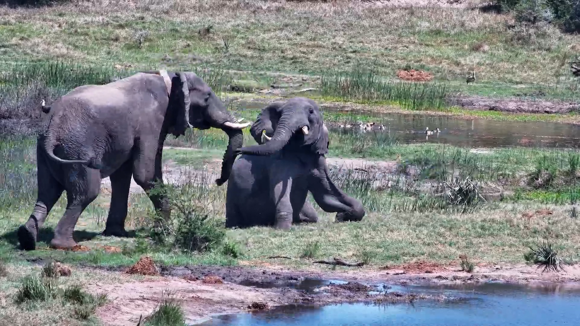 Two Elephants Wrestle, One Gets a Tusk Surprise!