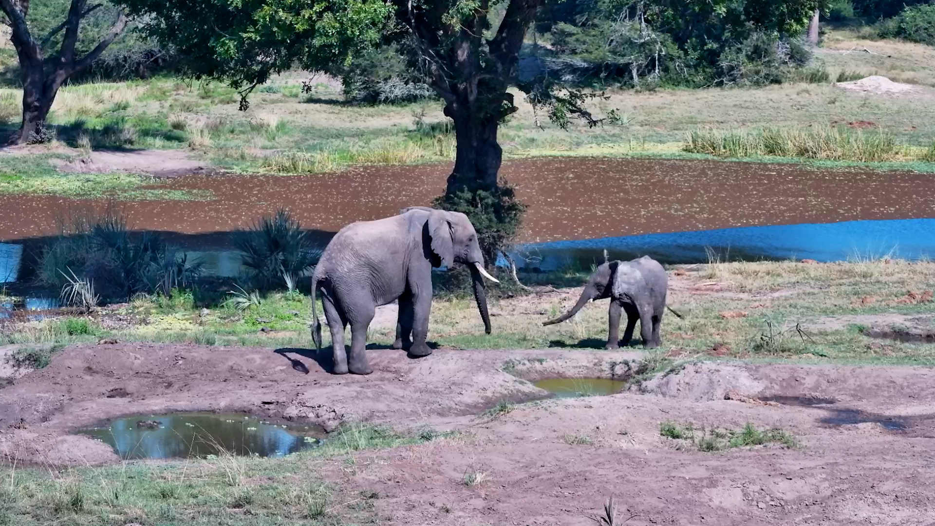 Little Elephant Couldn't Wait to Play... At First
