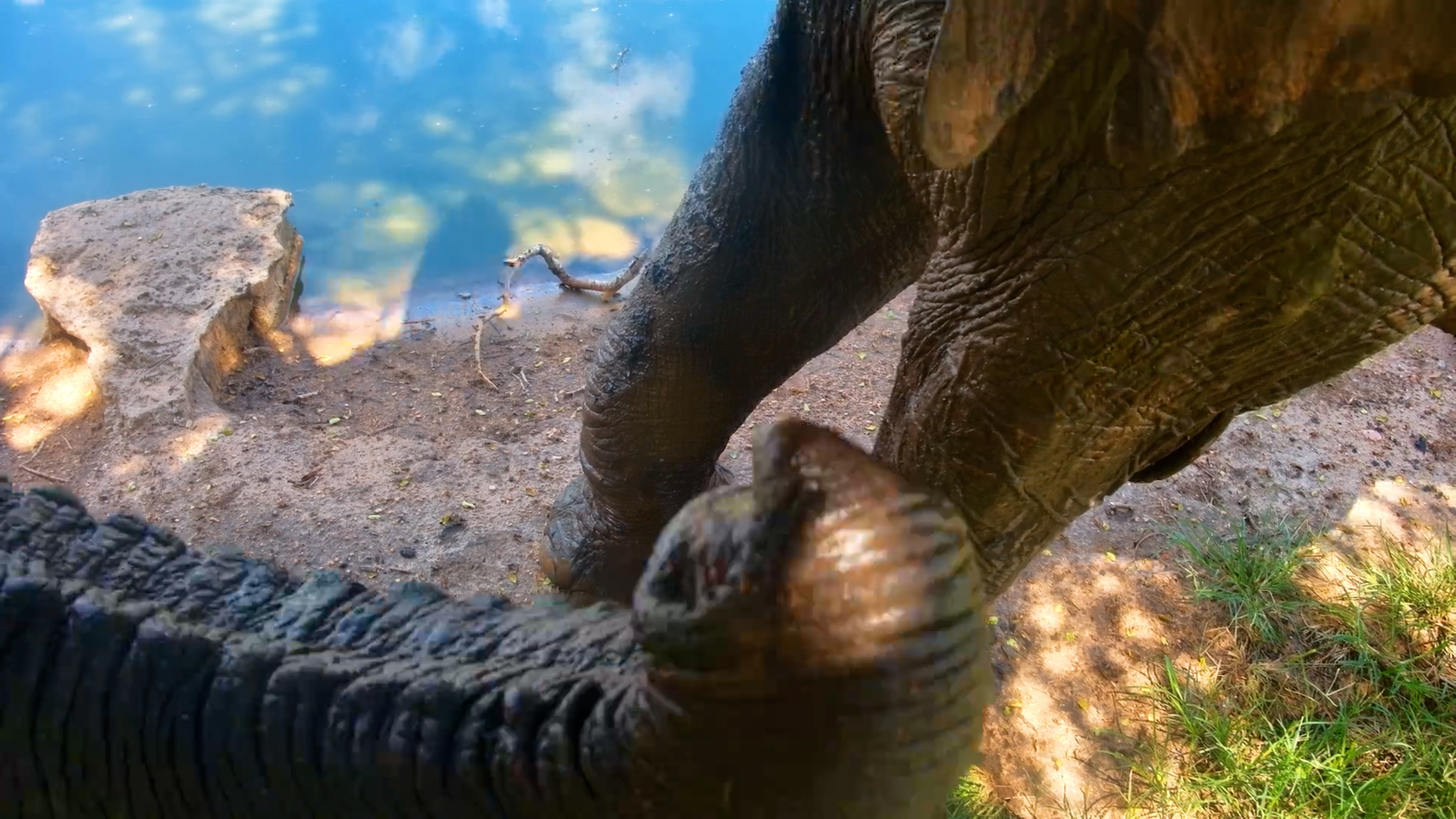 This Elephant Took “Close-Up” Way Too Seriously