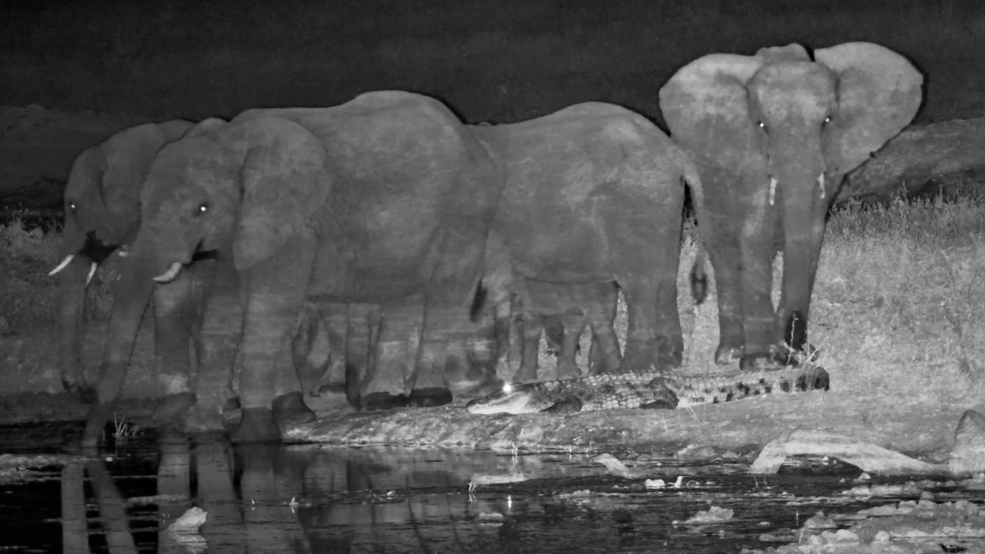 Elephants Get Spooked by a Croc in the Dark