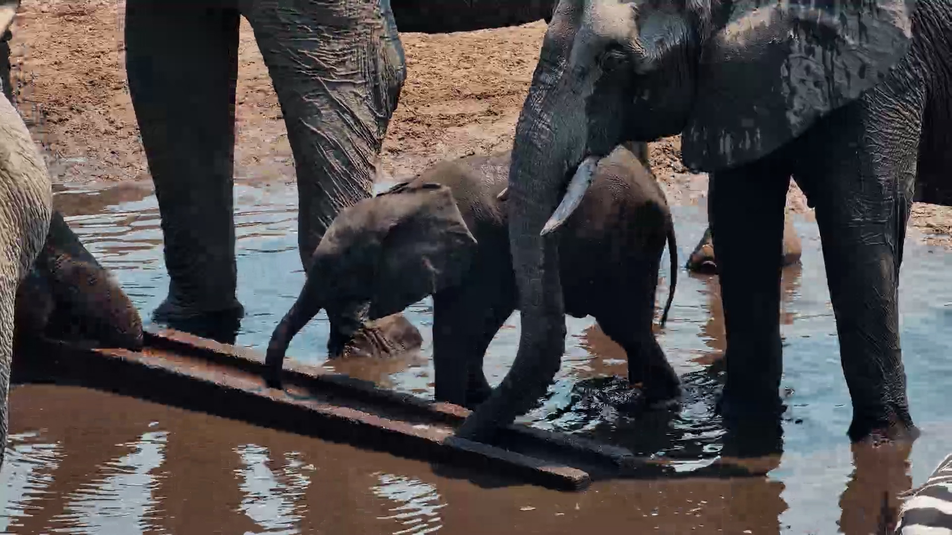 Elephant Calf Fun at Moela | Drinks & Plays in the Sand