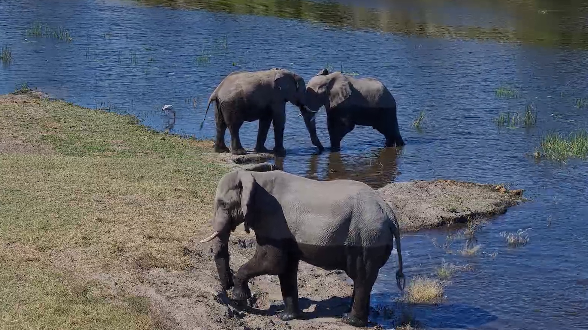 Nothing Beats Elephant Time at Camelthorn