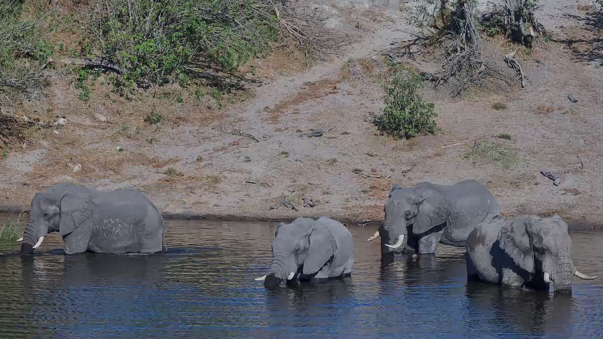 Just Elephants Enjoying the Water