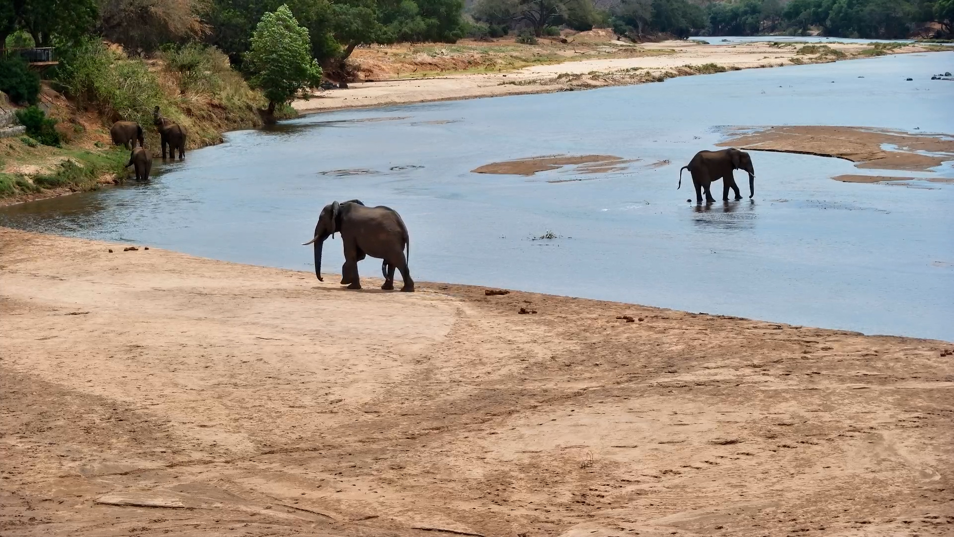 Elephant Bulls Wade Across the River