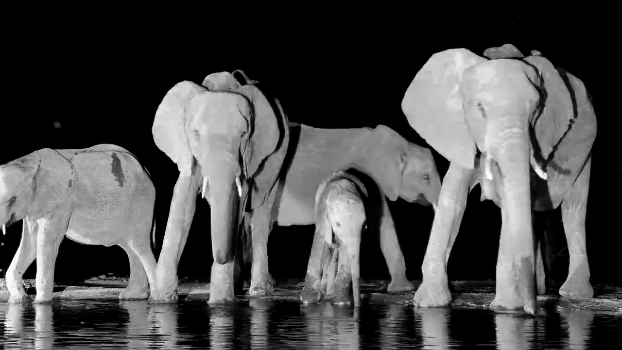 Elephant Family Drinks at Kings Camp