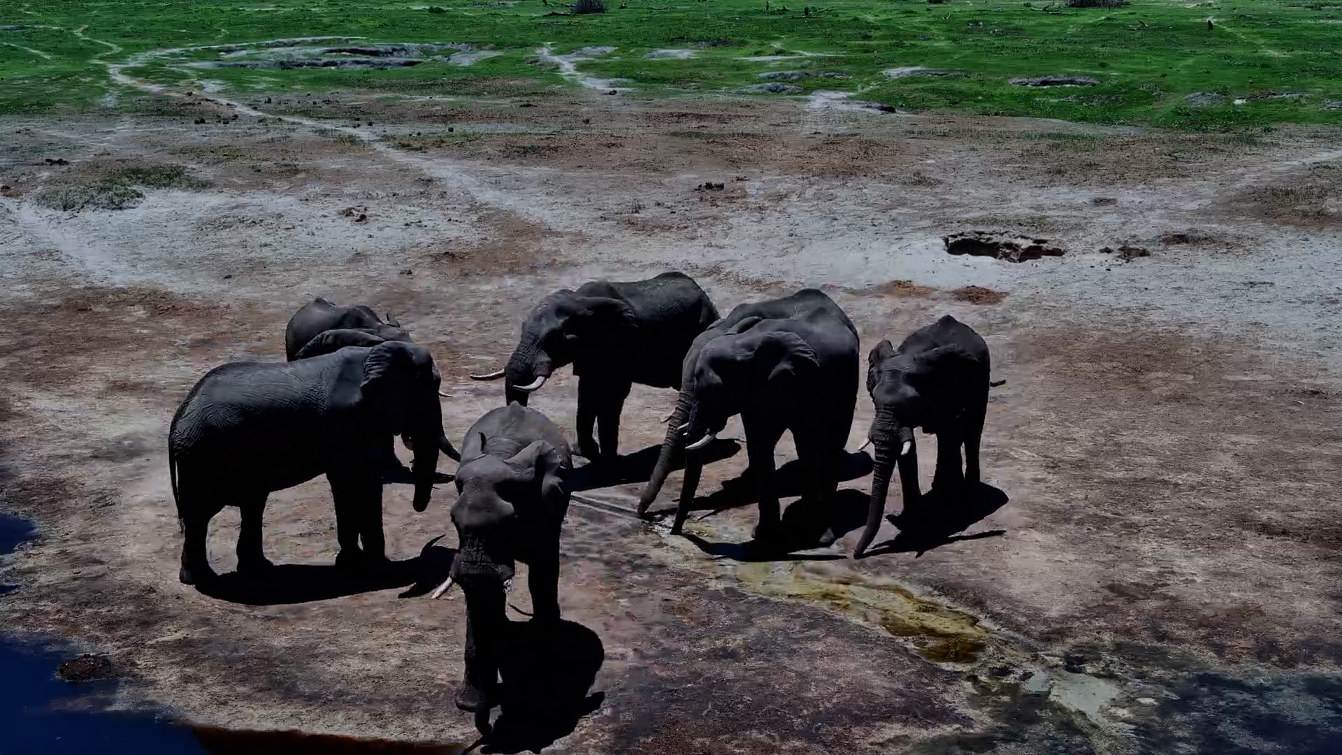 Thirsty Elephant Herd Heads to the Moela Outlet Pipe