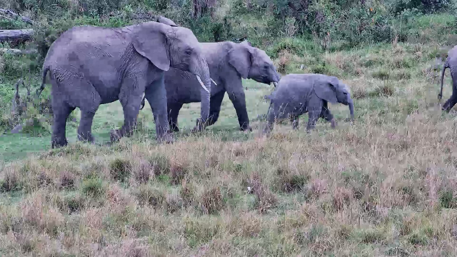Baby Elephant Enjoys Time with Herd