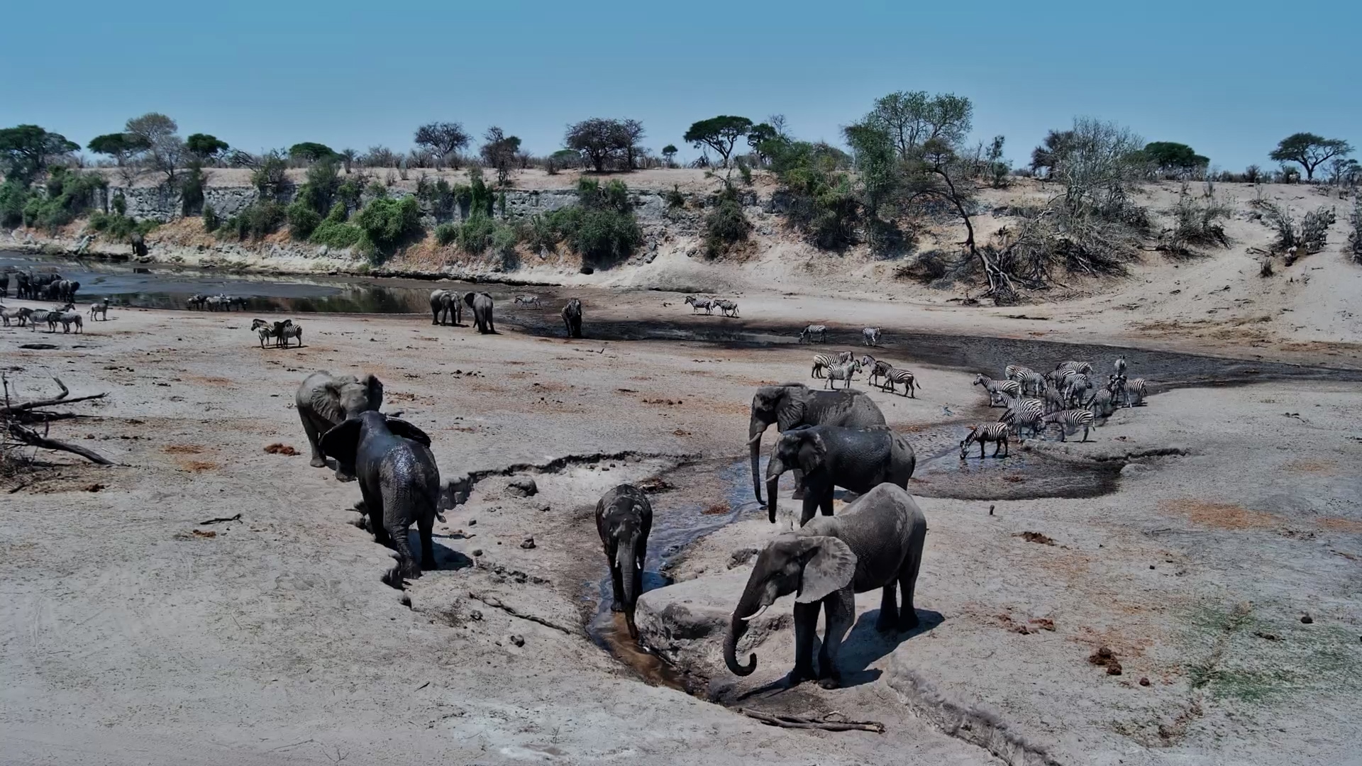Elephants Run Down the Sandy Banks at Camelthorn